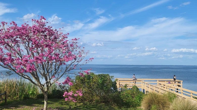 Lake Apopka from Jake Voss Pier in Oakland, FL