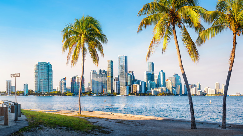 Palm trees along water in front of Miami skyline