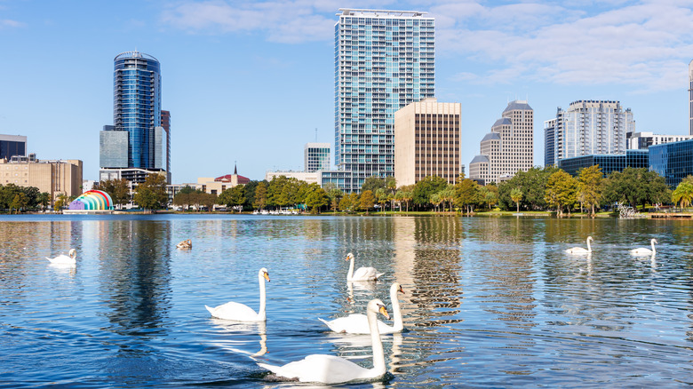Swans in water outside downtown Orlando