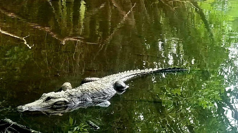 Alligator in the Big Cypress National Preserve