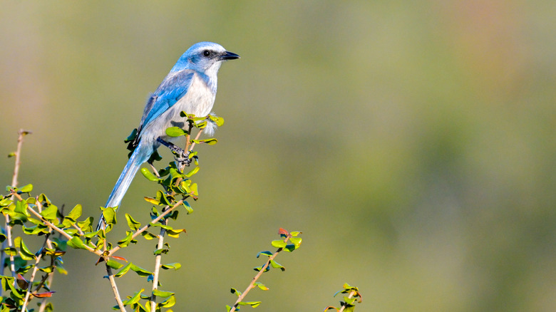 A Florida scrub jay, one of Florida's endemic species