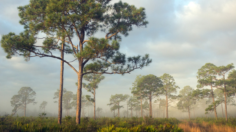 Tall trees loom in the varying landscapes of Highlands Hammock State Park