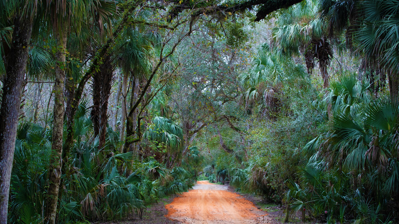 A muddy dirt trail cuts through the heart of Highlands Hammock State Park