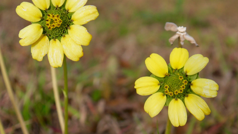 Florida greeneyes wildflower at Greeneyes WIldlife Preserve