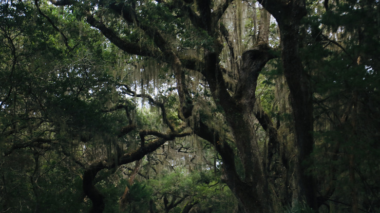 A close-up of Spanish moss on the Ormond Scenic Loop