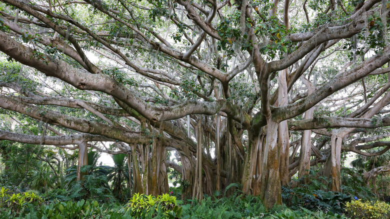 The massive Banyan tree within LEGOLAND Florida is from the original Cypress Gardens, planted in 1939