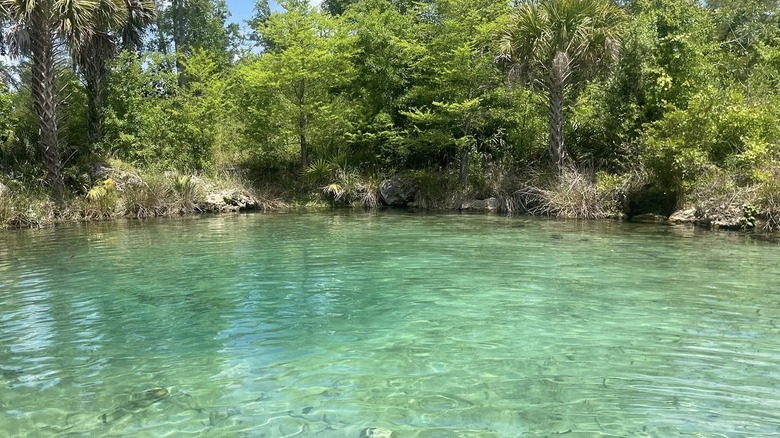 Sylvan Spring crystal-clear water surrounded by trees