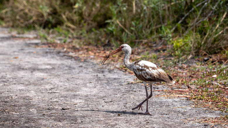 White bird on trail at Cedar Point Environmental Park