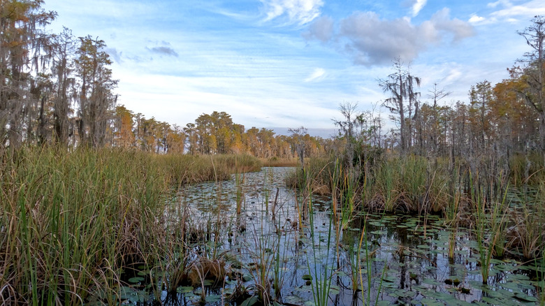 View over a marsh at the Tibet-Butler Nature Preserve in Orlando, Florida
