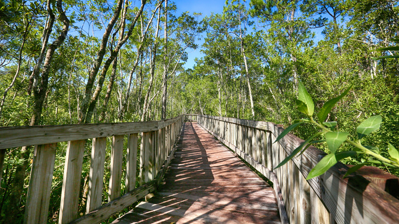 Boardwalk path at the Tibet-Butler Nature Preserve in Orlando, Florida