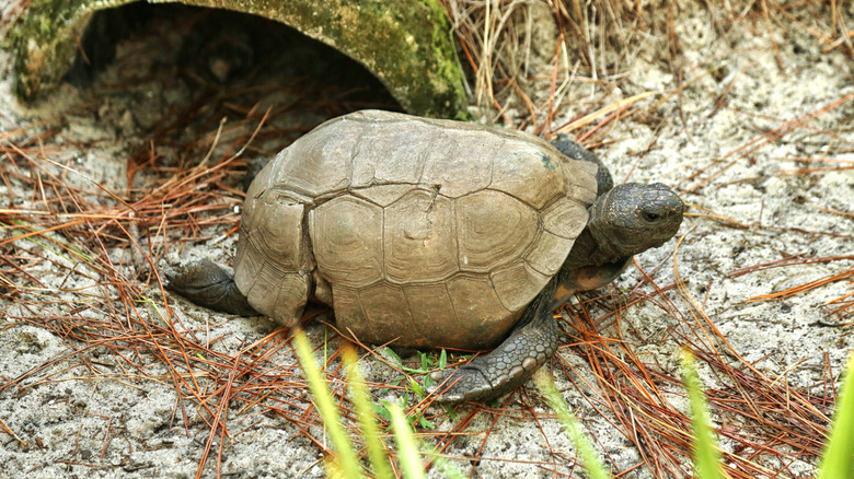 A tortoise at the Tibet-Butler Nature Reserve in Orlando, Florida