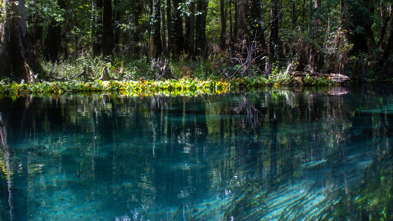 Trees and water at Ichetucknee Springs State Park in Florida