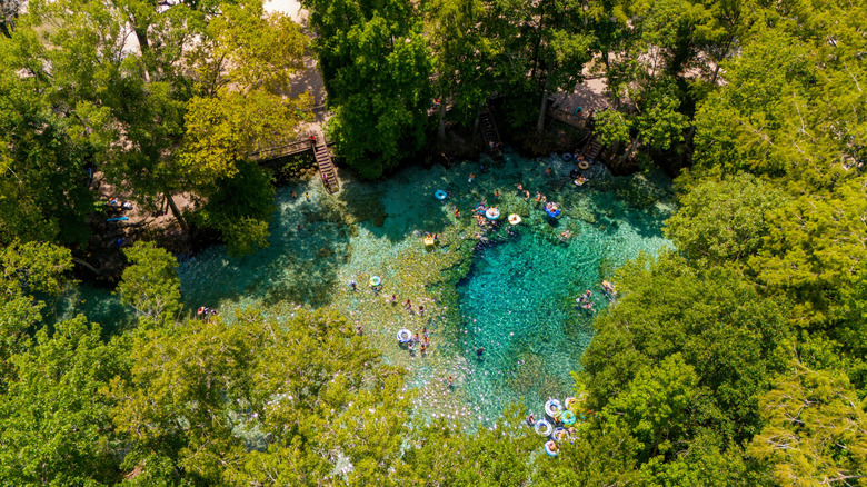 People swimming in Ginnie Springs, Florida, surrounded by greenery