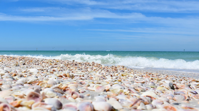 seashells on Shell Key Preserve in Florida