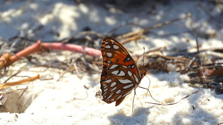 An orange and white butterfly from the side standing on white sand with plant roots in the background.