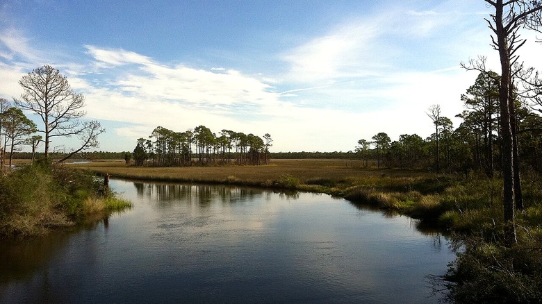 A view of Chaires Creek curving around a stand of pine trees in Bald Point State Park.