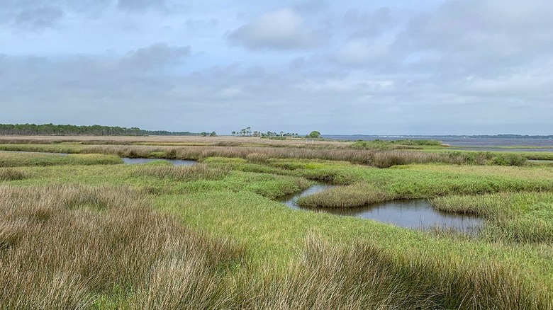 The saltwater marsh waterways of Bald Point State Park snaking through the grass under a cloudy sky with trees in the distance.