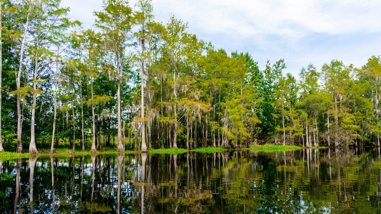 lake in Florida