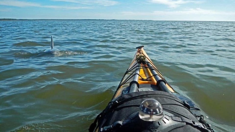 Sea Kayak paddling the Big Bend Saltwater Trail with a dolphin off the bow