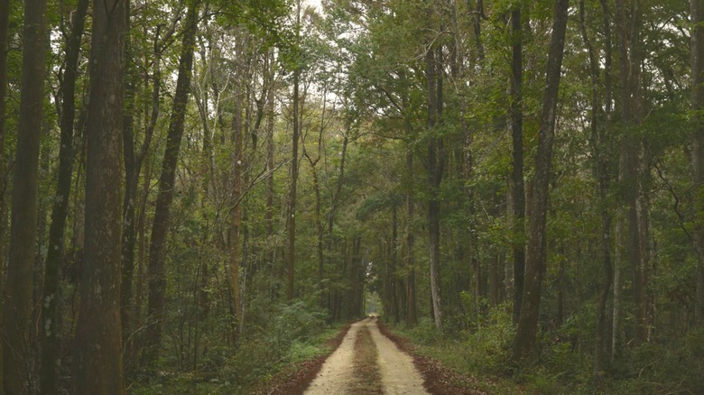Road through the Big Bend WMA
