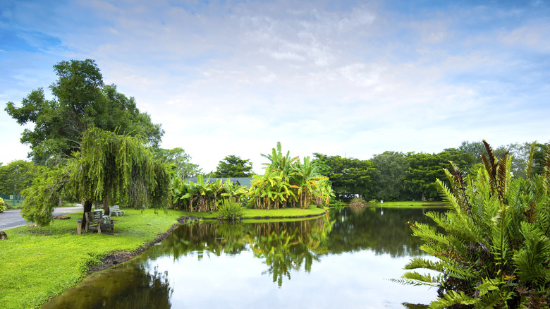 lush pond at Palma Sola Botanical Park