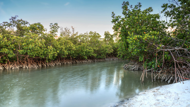 Mangrove creeks at Clam Pass Park