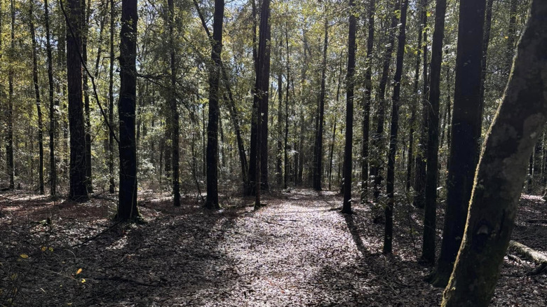wooded area along trail at Lakewood Park