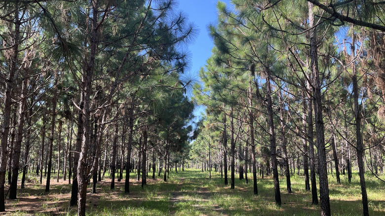A trail going through the forest at Orange Creek Restoration Area