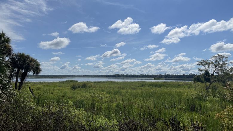 The waters of Orange Creek surrounded by wetlands and palm trees.
