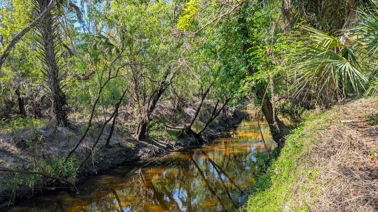 View of the landscape of Paynes Creek Historic State Park