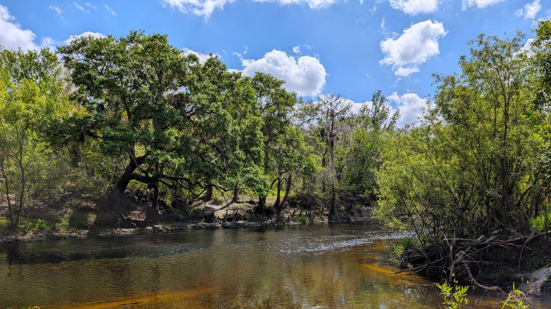 View of the unspoiled landscape of s Paynes Creek Historic State Park