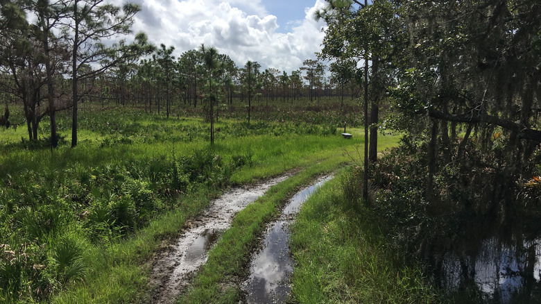 Off-roading tracks through a swamp near Groveland, Florida