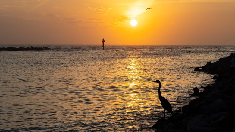 Silhouette of an egret at sunset in Florida