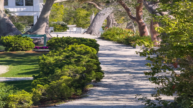 Walkway between big trees at Selby Gardens