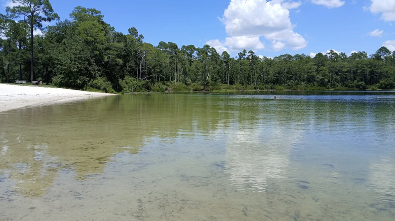 A sandy beach area near a clear-water lake in Apalachicola National Forest, Florida