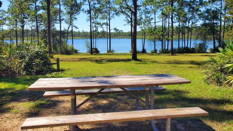 A picnic table and campsite near the water at Camel Lake Campground, Apalachicola National Forest