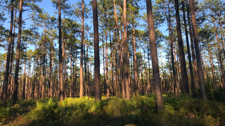 Lush longleaf pine forests Apalachicola National Forest in Florida