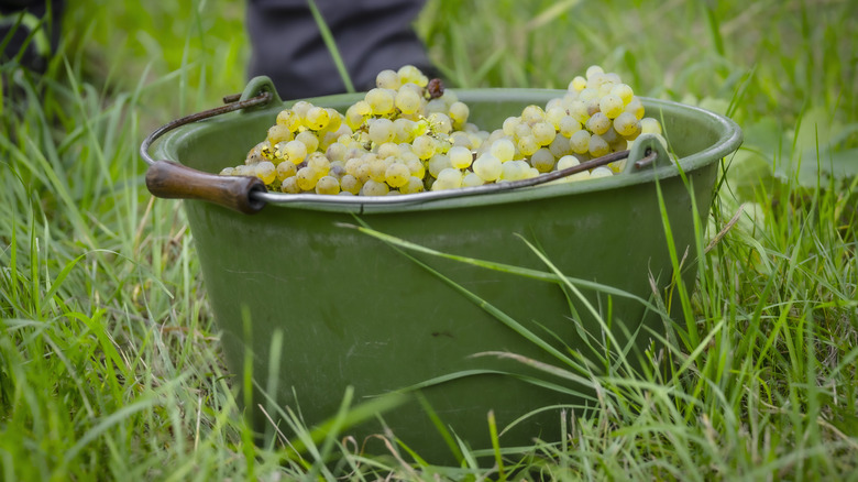 Grapes in a bucket on a vineyard