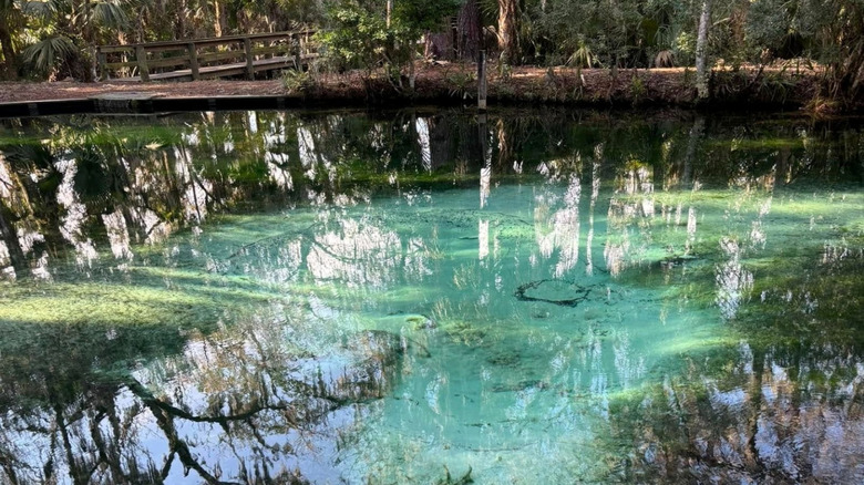 Clear springwater with trees and bridge in background