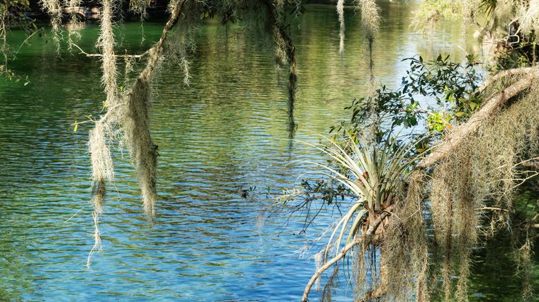 Spanish moss dangling from branches over the water at Blue Spring