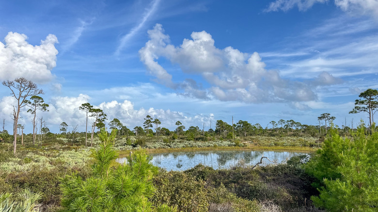 Lush greenery surrounds a paddling trail at Jonathan Dickinson State Park, Florida.