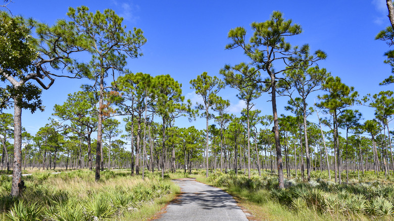 Pines and green grasses line a paved path near a campground at Jonathan Dickinson State Park, Florida.