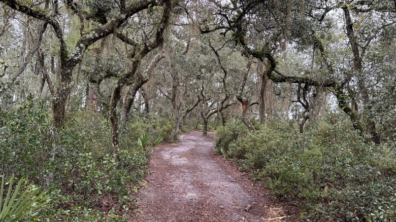 A trail through the thick forest in The Florida Trail