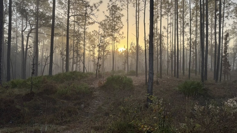 the sun setting in the forest of the Florida Trail