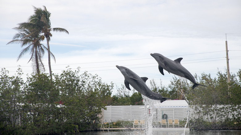 Two dolphins jumping in the air