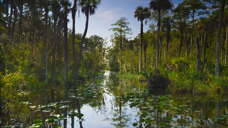 Big Cypress National Preserve waterway