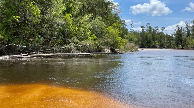 Black River forested shoreline