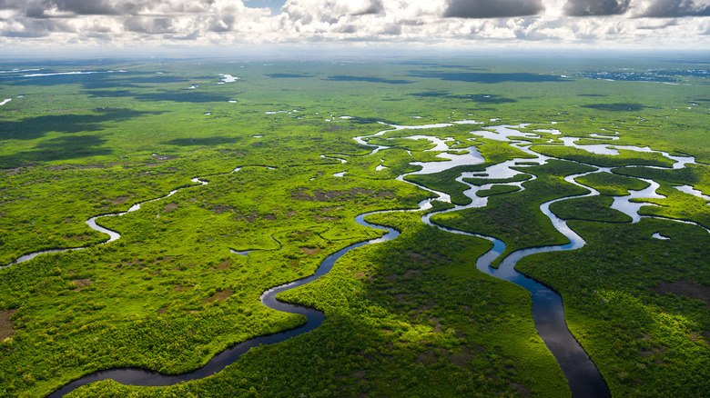 Everglades watery path through trees