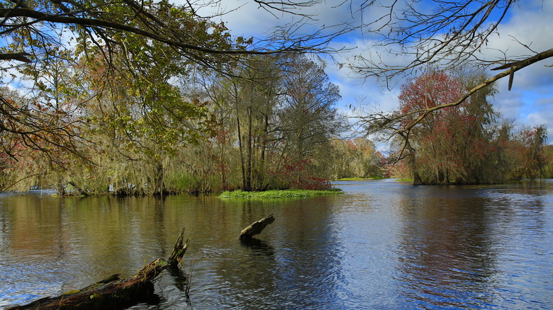 Tree copses sticking out of Withlacoochee River waterways