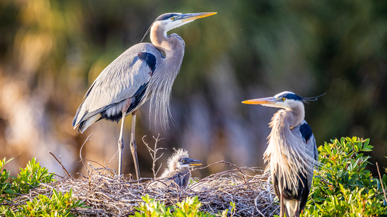 A pair of nesting great blue herons with a chick in Everglades National Park